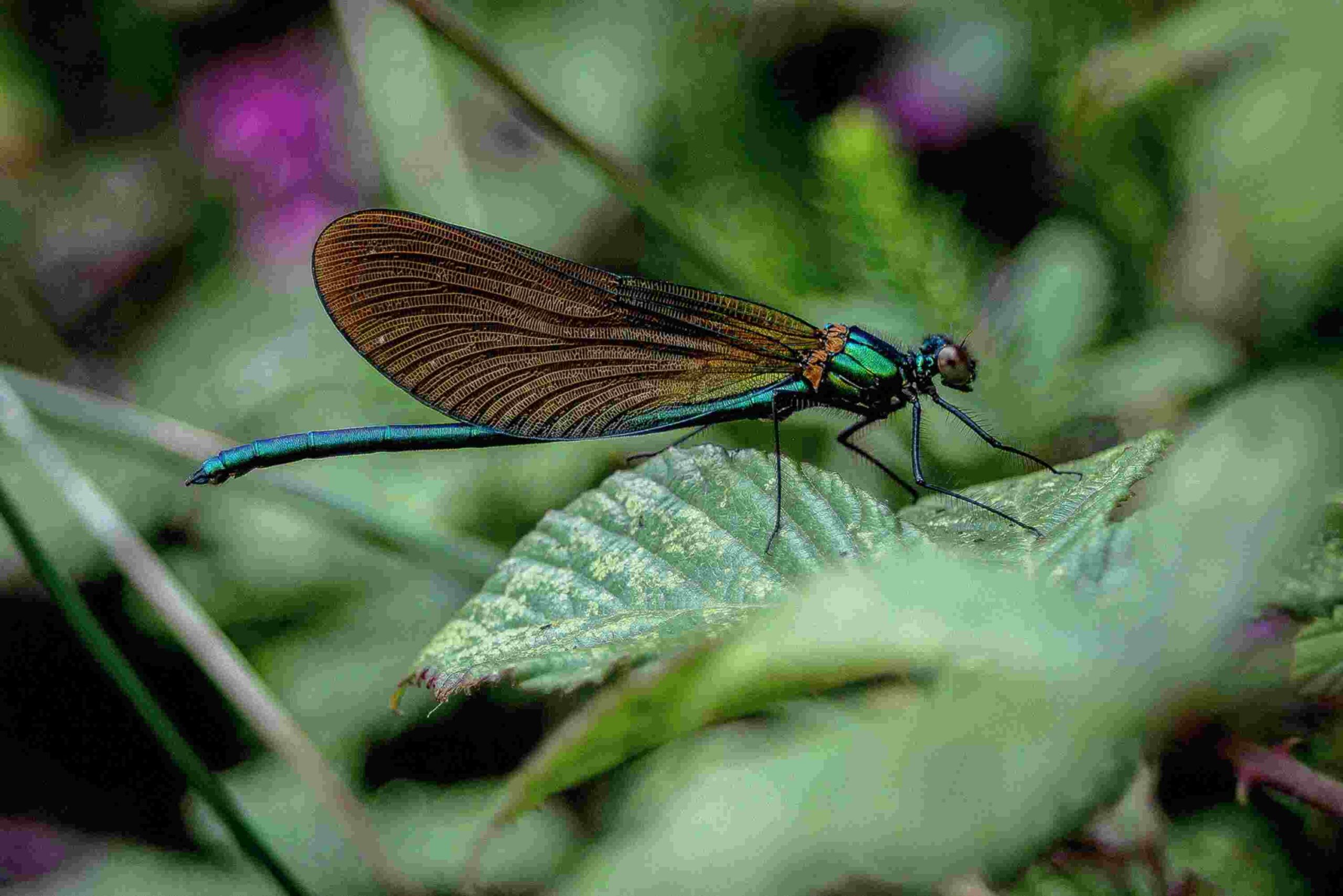 BIODIVERSITY